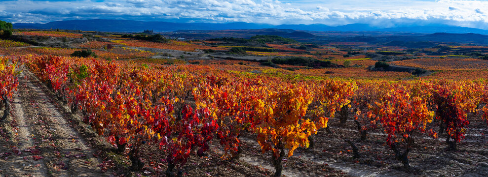 Autumn landscape of vineyards in La Rioja, near the Sierra de Cantabria. Alava and La Rioja, Spain. Europe