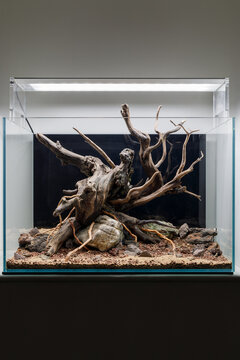Natural Aquascape with Driftwood and Rocks in Glass Aquarium