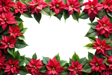 Vibrant red poinsettia flowers bordering a black rectangular space for festive design