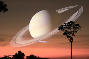 Saturn near earth on the gray sky and silhouette tree on the sunset old rose cloud