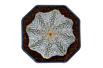 Top view of Astrophytum asterias Miracle in a pot isolated on transparent background png file