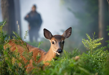 A doe with a small fawn looks out from the bushes at the edge of the forest