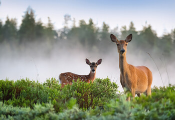  A doe with a small fawn looks out from the bushes at the edge of the forest