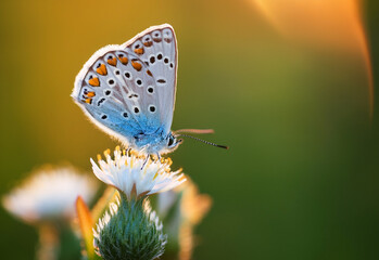 Butterfly Common Blue (Plebejus idas) sitting on a flower, green blurred background