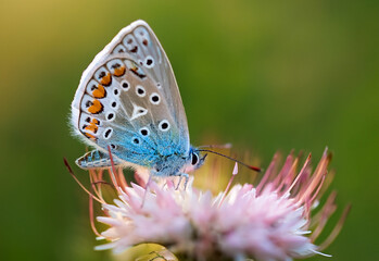 Butterfly Common Blue (Plebejus idas) sitting on a flower, green blurred background
