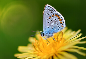 Butterfly Common Blue (Plebejus idas) sitting on a flower, green blurred background