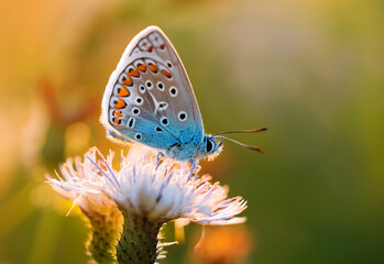 Butterfly Common Blue (Plebejus idas) sitting on a flower, green blurred background