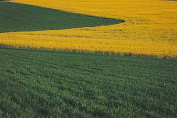 Obraz premium Rolling green fields meet vibrant yellow flowers under a bright blue sky in a serene countryside landscape