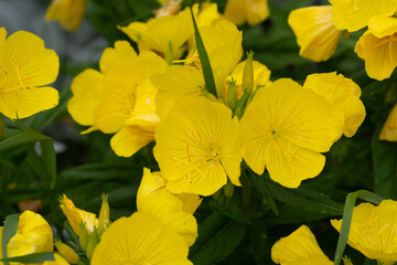 Ozark Sundrop, Oenothera missouriensis, blooming with bright yellow flowers in garden, closeup with selective focus