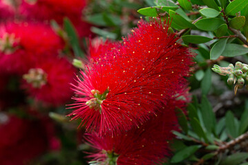 Close-up shot of beautiful Callistemon citrinus (called red bottlebrush) flower. Callistemon citrinus is native to Australia. Natural backgrounds, blossom, botany and wallpaper backgrounds.