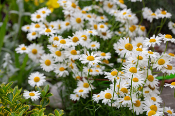 Wild chamomile in the field. Chamomile plant Matricaria Chamomilla.