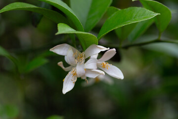 A vertical closeup of a mandarin orange (Citrus reticulata) tree with blooming flowers