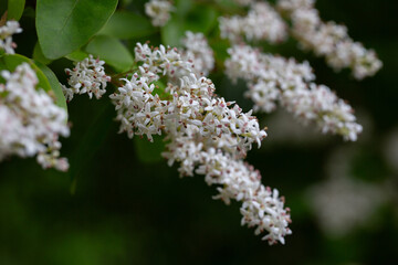 The privet (Ligustrum sinense) blooms in spring in the secondary forest on the hill.