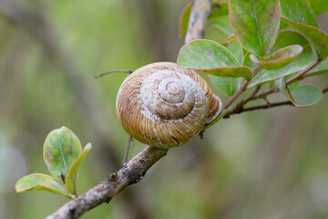 Edible snail (Helix pomatia) on a leaf in the garden.