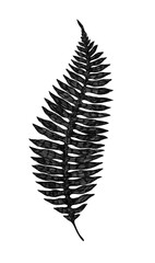 Black fern leaf pencil or ink drawing isolated on white background. Botanical illustration. Botanical wall art poster.
