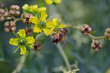 A bee collects honey from the yellow flowers of Ruta graveolens, macro. Summer floral background