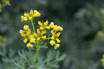 Macro of Common Rue (Ruta graveolens) showcasing its unusual yellow petals and green capsule-like centers. A striking medicinal herb captured in vivid detail in the Western Cape, South Africa