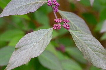 Lilac small buds of Callicarpa bodinieri on a branch, spring background, May