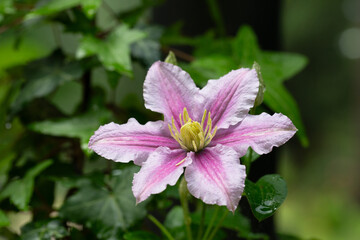 Beautiful pink clematis. Blooming clematis with blurred background of the green garden. Seasonal summer background