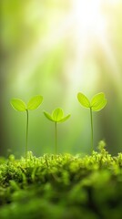 Tiny fern sprouts in forest macro light – forest floor macro shot of young green ferns growing under sunlight, peaceful forest fern growth macro photography natural green tone
