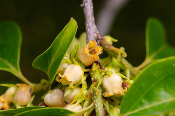 Close up of blooming persimmon buds , background