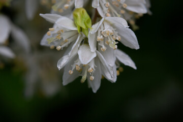 Deutzia gracilis white flowers in garden, macro. Slender deutzia white flowering plant in spring park.