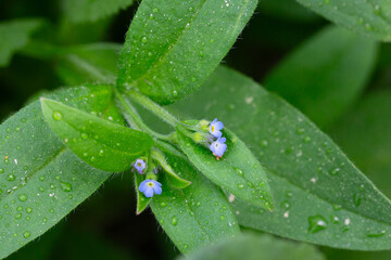 Myosotis sparsiflora flower plant in spring or summer nature outdoor, close-up.