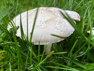 mushroom in the grass