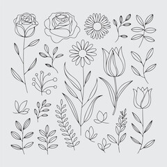 set of floral elements. Line art floral botanical design
