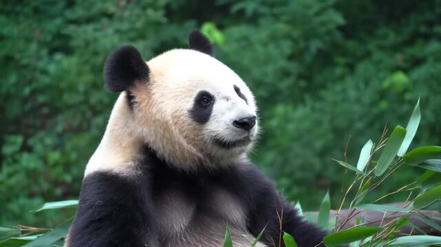 A close-up shot of a Giant Panda bear, showcasing its distinctive black and white fur pattern, seated amidst lush greenery, in its natural habitat, peacefully chewing on bamboo