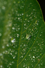 夜露に濡れた葉についた水滴