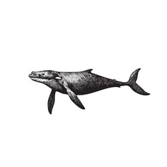 Vintage Engraved Whale Illustration &ndash; Antique Black and White Ocean Wildlife Art
