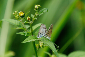 花にとまるシジミチョウ