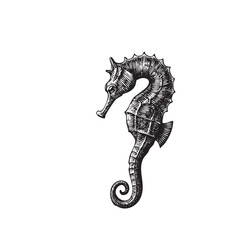 Vintage Engraved Seahorse Illustration &ndash; Antique Black and White Marine Animal Drawing
