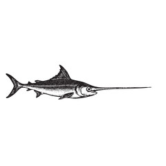 Vintage Engraved Swordfish Illustration &ndash; Detailed Black and White Sea Animal Drawing
