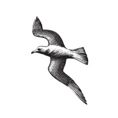 animales Vintage Engraved Seagull Illustration &ndash; Detailed Black and White Coastal Bird Drawing
