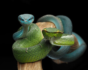 A stunning photo of two vipers, one bright green with yellow eyes and another vibrant blue with light-colored eyes, coiled together against a dark background, 12 October 2025 indonesia