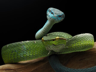 A stunning photo of two vipers, one bright green with yellow eyes and another vibrant blue with light-colored eyes, coiled together against a dark background, 12 October 2025 indonesia