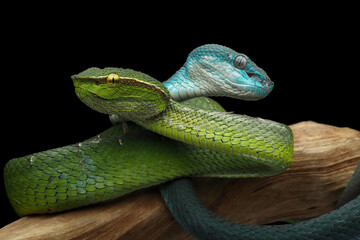 A stunning photo of two vipers, one bright green with yellow eyes and another vibrant blue with light-colored eyes, coiled together against a dark background, 12 October 2025 indonesia