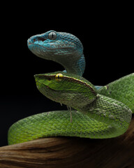 A stunning photo of two vipers, one bright green with yellow eyes and another vibrant blue with light-colored eyes, coiled together against a dark background, 12 October 2025 indonesia