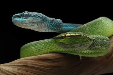 A stunning photo of two vipers, one bright green with yellow eyes and another vibrant blue with light-colored eyes, coiled together against a dark background, 12 October 2025 indonesia