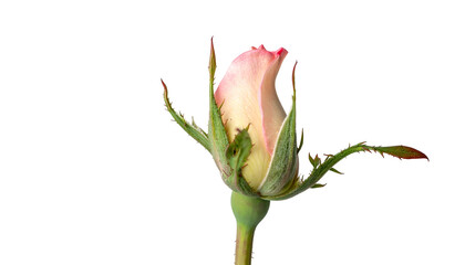 A vibrant pink rose bud against a stark black backdrop, emerging