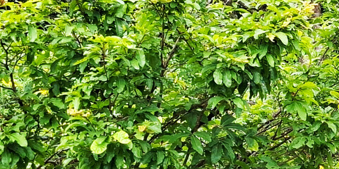 Lush Green Foliage Of A Dense Leafy Plant With Bright Sunlight Filtering Through
