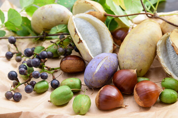 秋の野生の果物