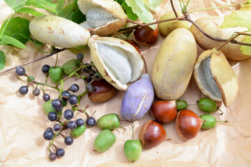 秋の野生の果物