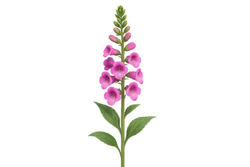Fototapeta premium Foxglove plant with vibrant pink flowers and green leaves isolated on transparent background