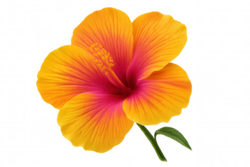 Vibrant yellow and pink hibiscus tropical flower with green stem and leaf, blooming on transparent background