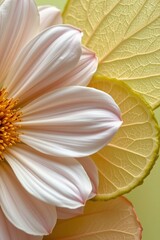Closeup Fragrant Pinkstreaked Blossom with Textured Leaves
