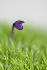 Fototapete bei efototapeten.de bestellen   