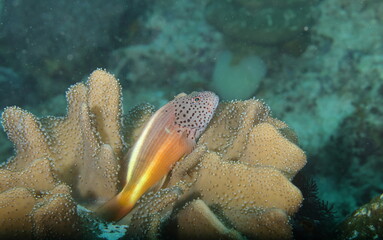 black-side hawkfish (Paracirrhites forsteri)